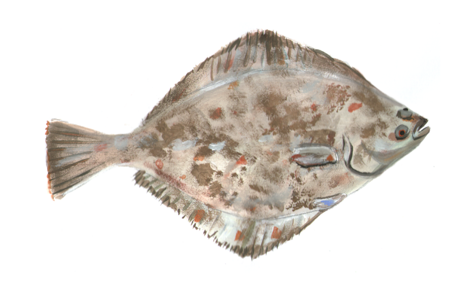 Flounder fish image