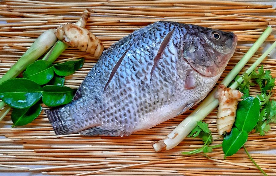 tilapia fish image