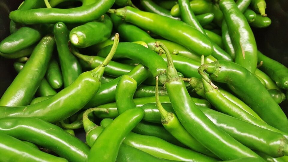 serrano chili peppers