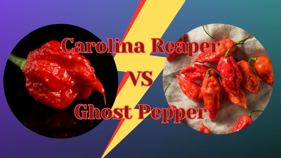 Carolina Repaer vs Ghost Pepper - featured image