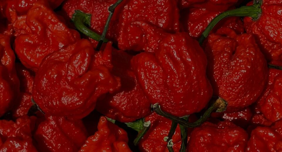 carolina reaper chili pepper