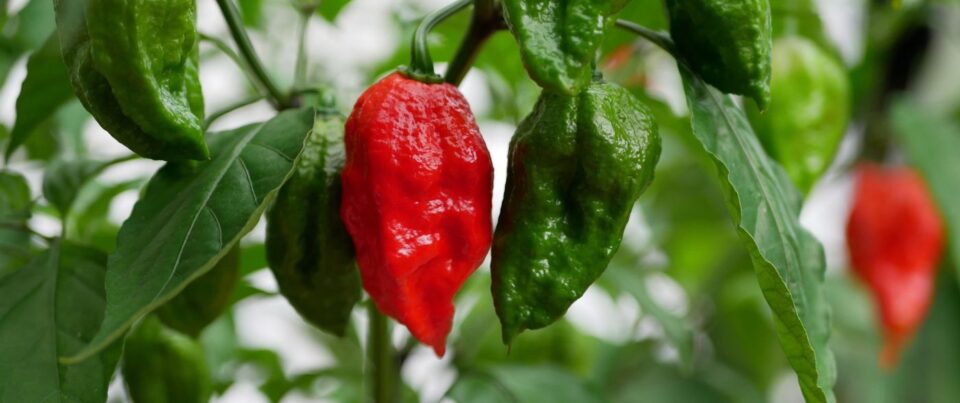 ghost pepper growing on plant